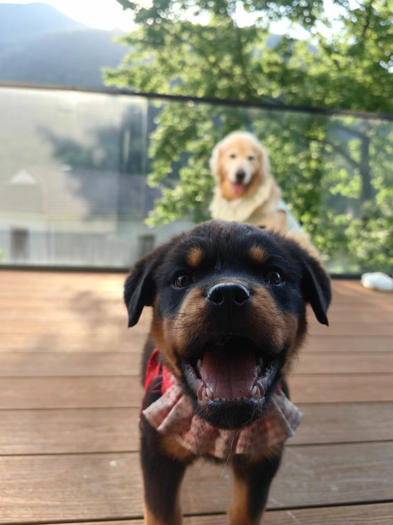 Picture of the article:New Dog Owner 🐶 | The Toughest Months of Raising a Puppy‼️