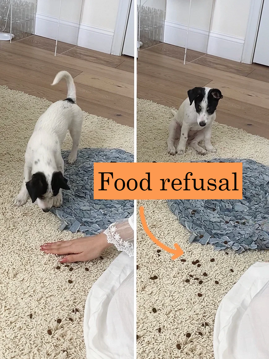 Picture of the article:Training Your Dog Not to Eat Random Things: From Indoors to Outdoors 💡 This Guide Has Got You Covered
