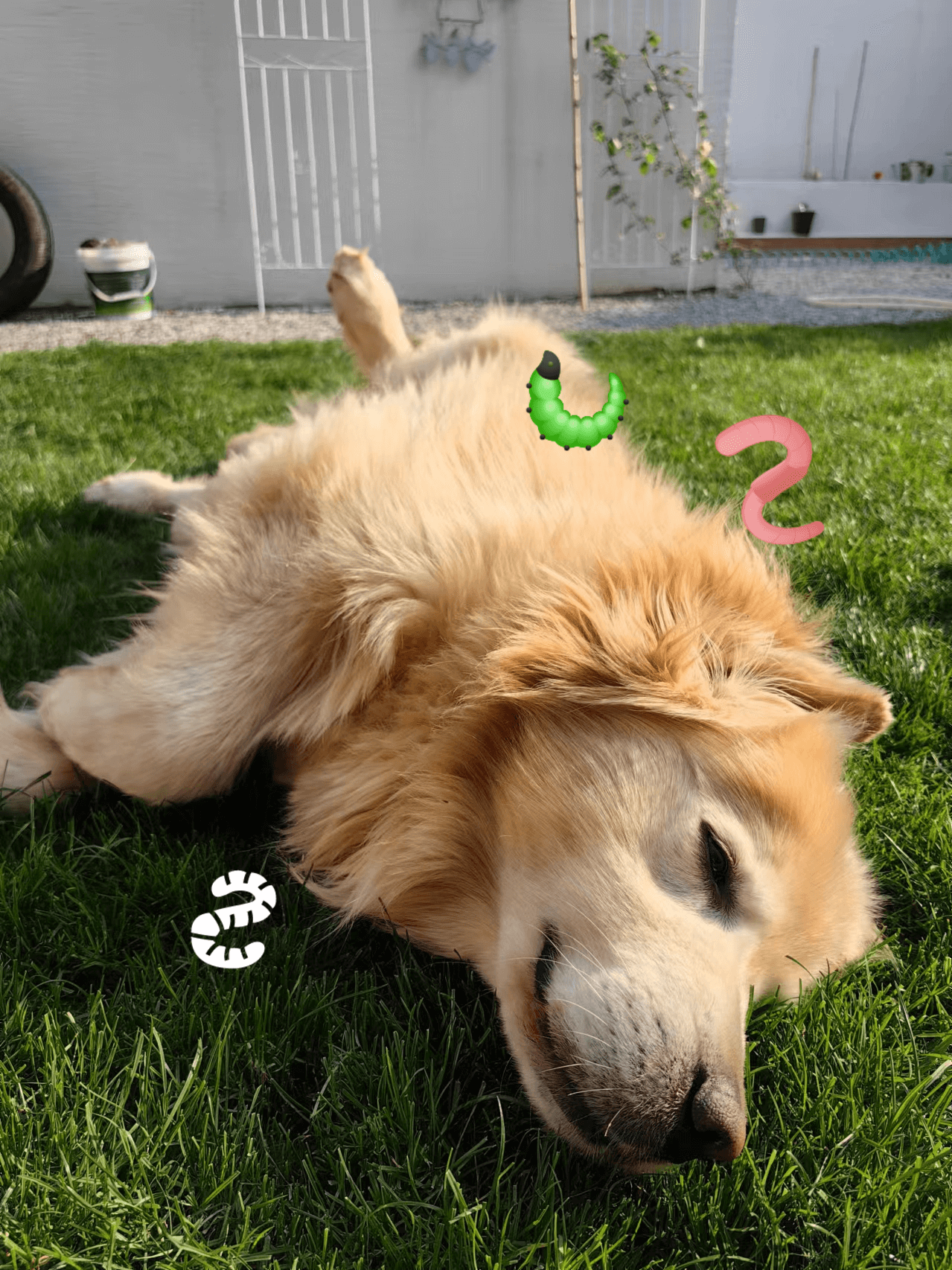 Picture of the article:Dog Deworming Schedule! What's the most effective interval? 🐶