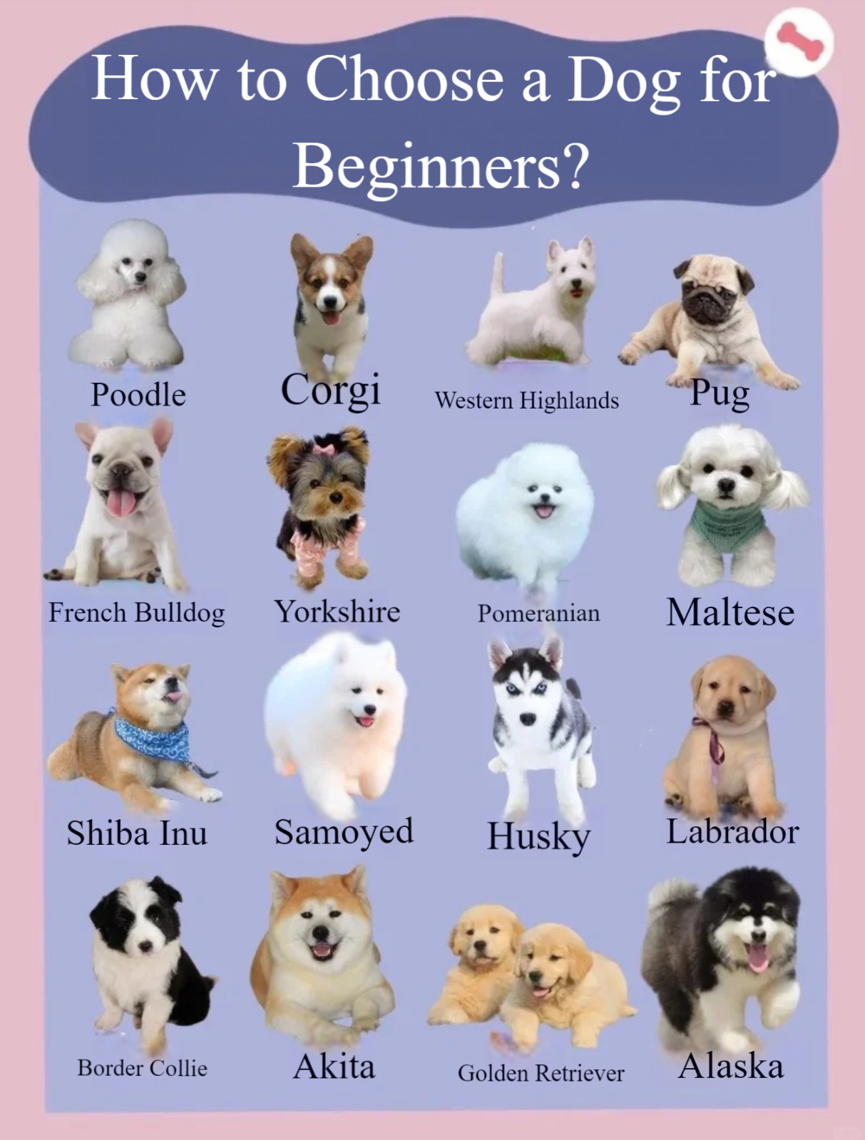 Picture of the article:How to Choose the Perfect Dog! Tips for Beginners | Women | Office Workers 🐶