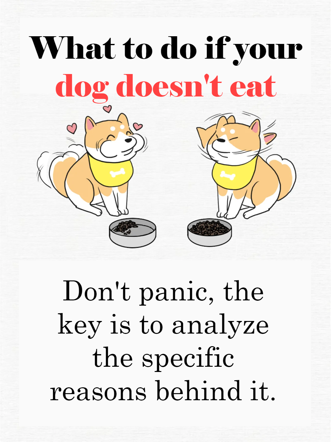 Picture of the article:What to do if your dog won't eat? Dog owners, come quickly! 🐶