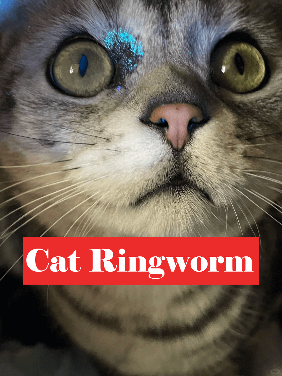 Picture of the article:Cat Ringworm Self-Treatment Guide | Please push this to cat owners using big data 🐱