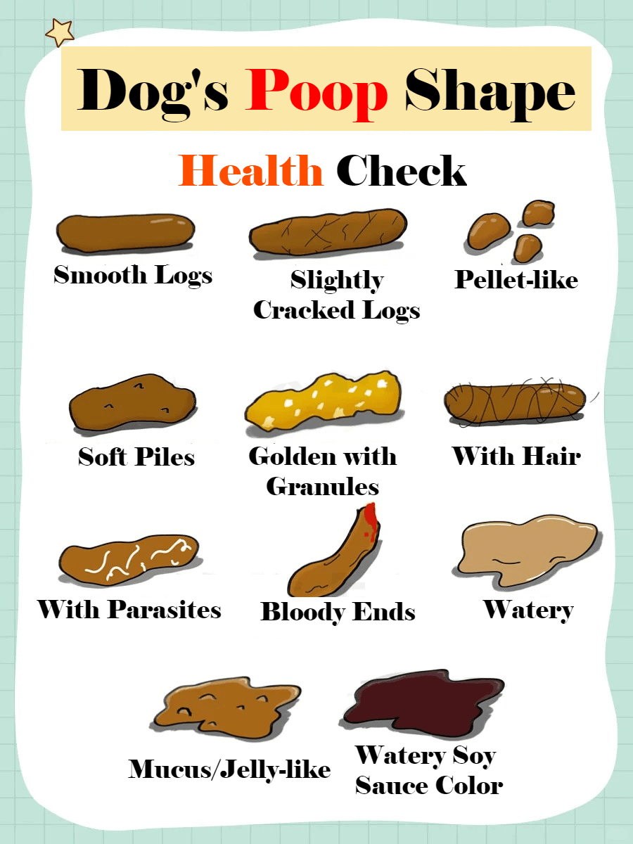 Picture of the article:Detect Your Dog's Health from Their Poop | Dog Health Self-Check | Solutions