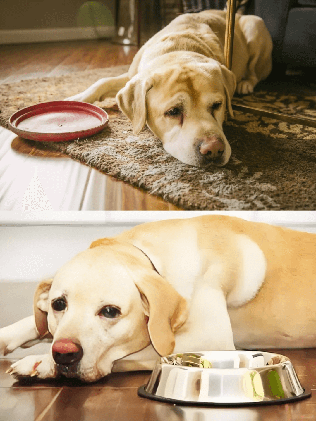 Picture of the article:Has your dog's appetite suddenly changed? Do you know why? 🐶