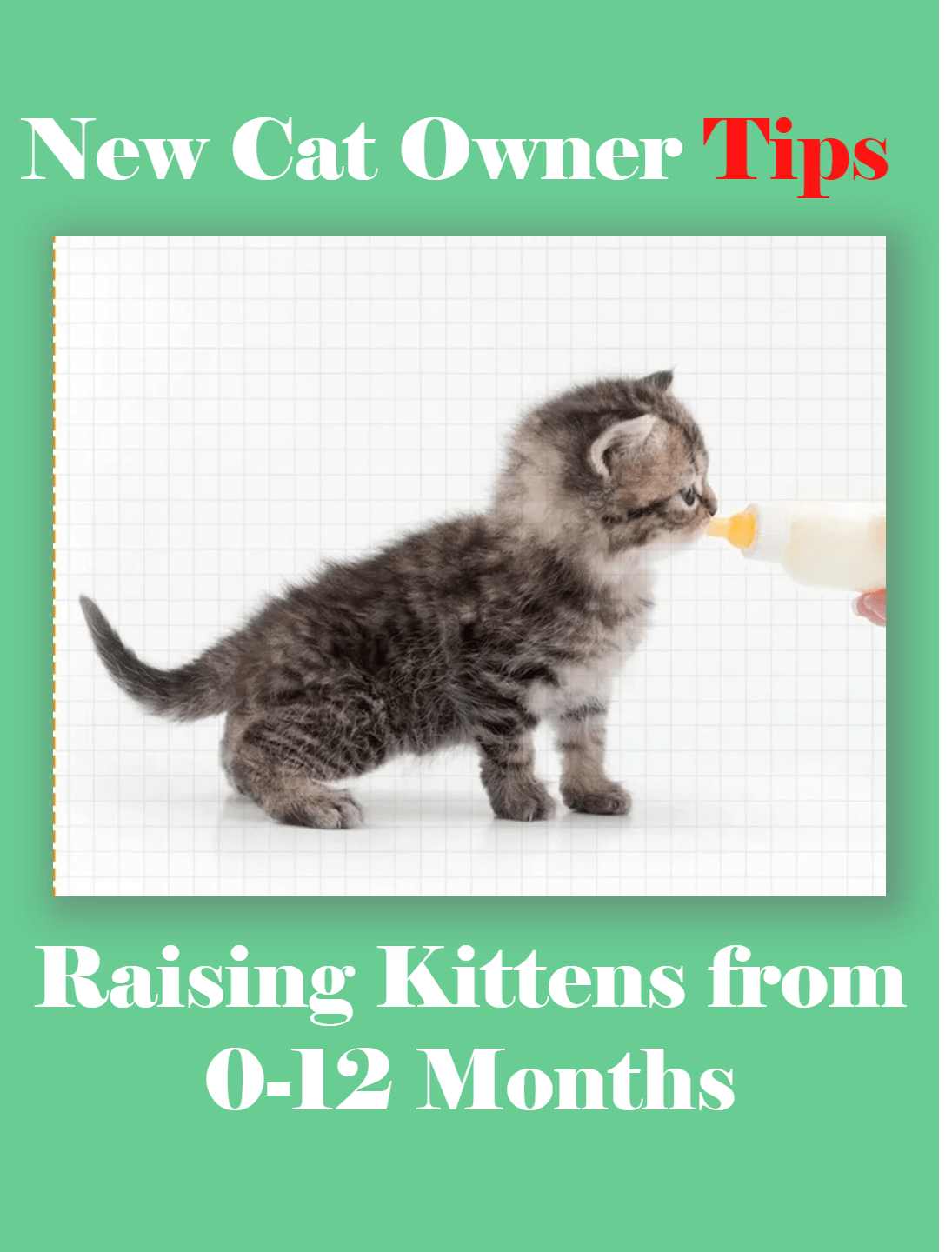 Picture of the article:New Cat Owner Tips | Raising Kittens from 0-12 Months | Kitten Care Guide 🐱