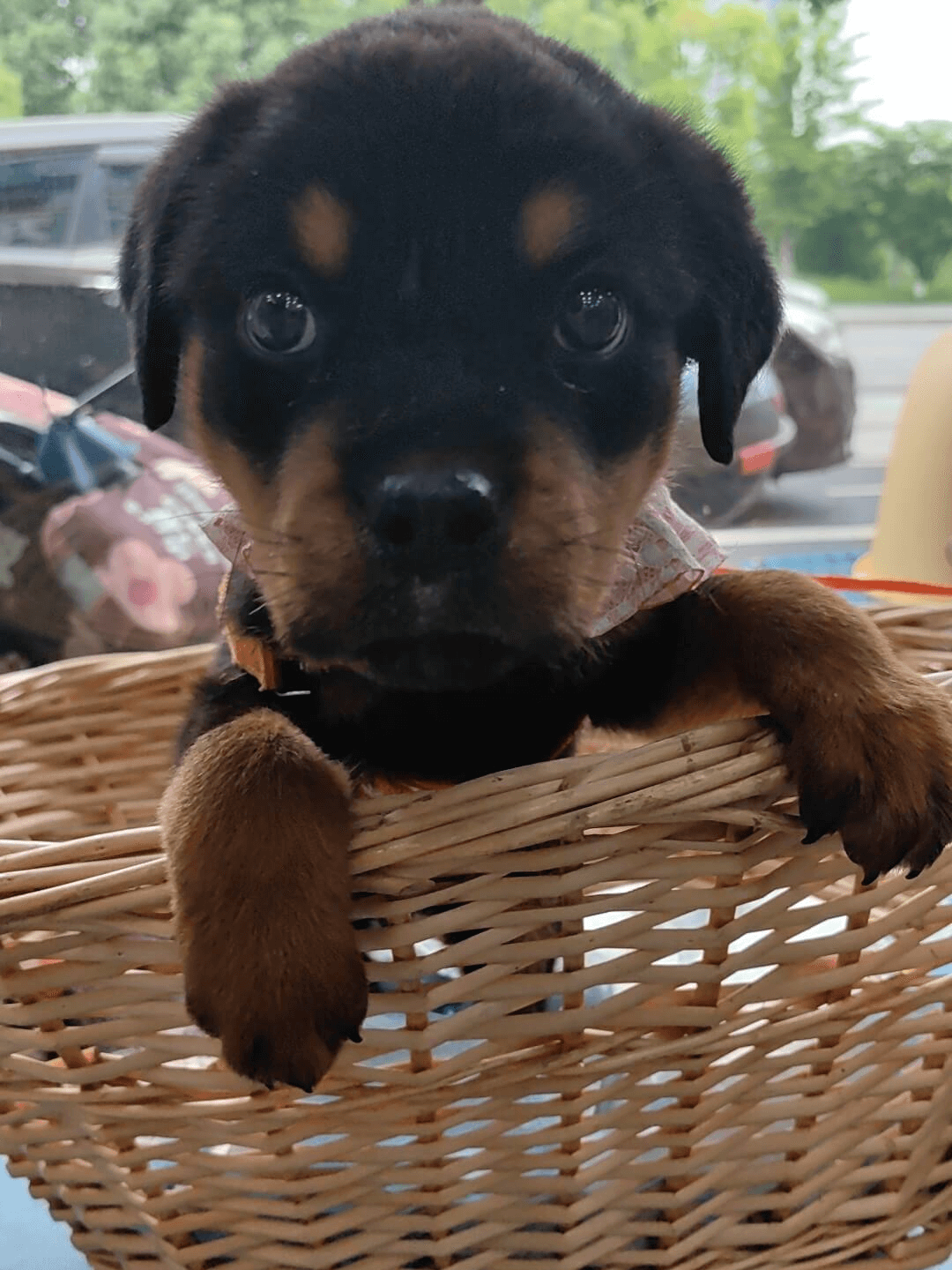 Picture of the article:Complete Guide to Dog Care from 0-12 Months 👍 | A Must-Read for New Dog Owners ✅