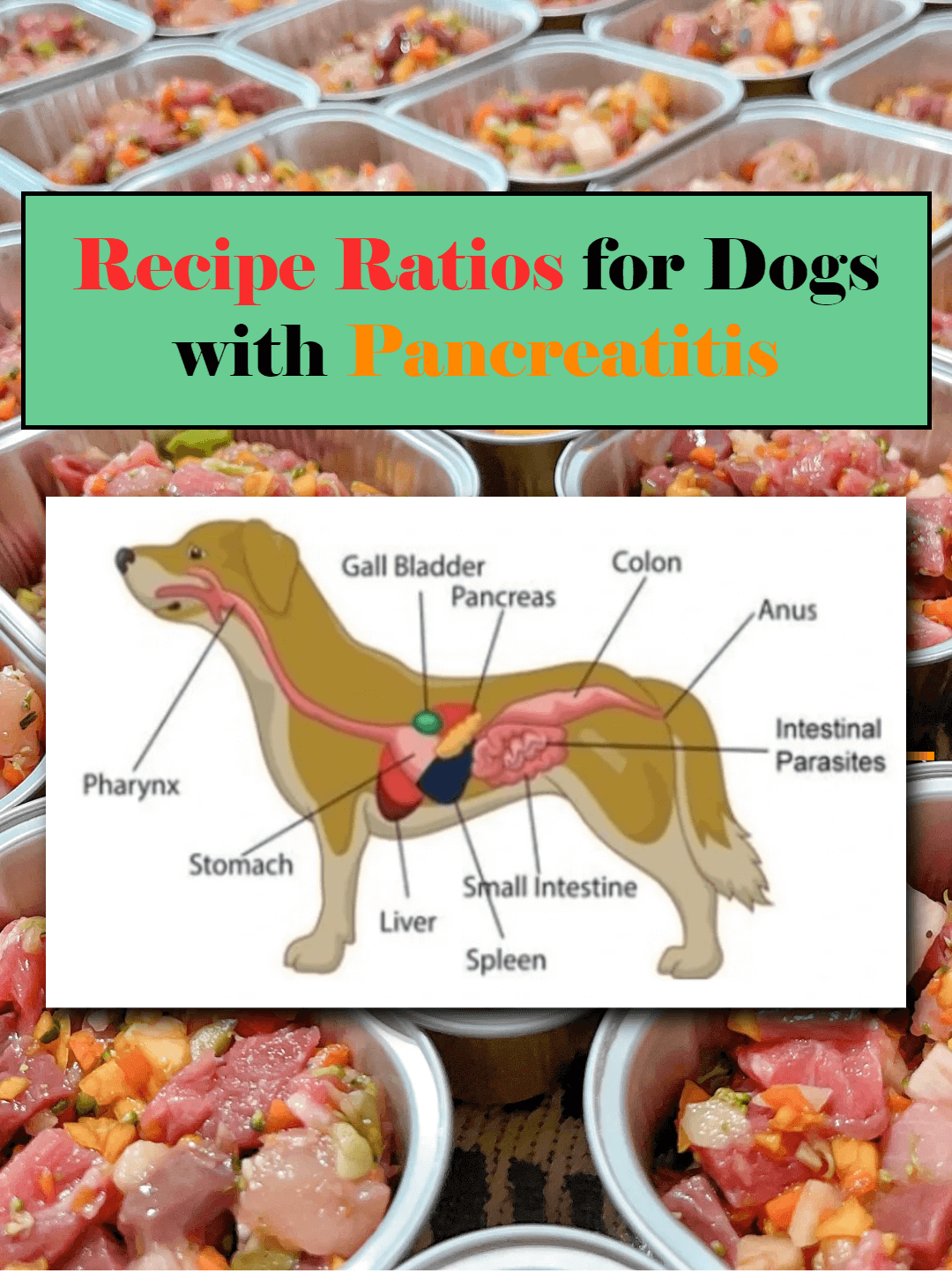 Picture of the article:Diet Tips and Recipe Ratios for Dogs with Pancreatitis