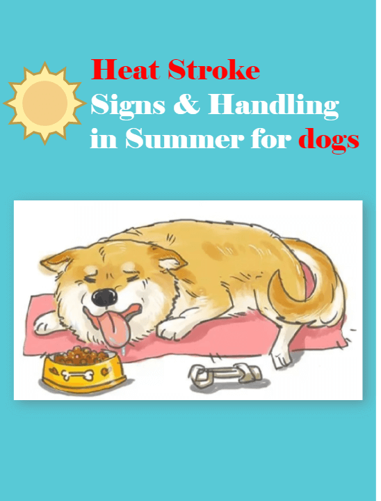 Picture of the article:Signs of Heat Stroke in Dogs and Emergency Handling Methods in Summer