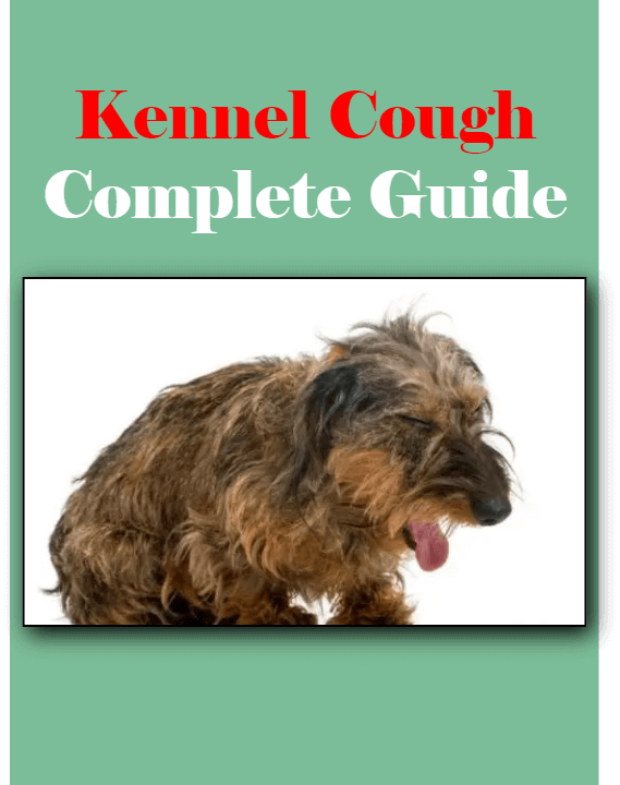 Picture of the article:✅ Kennel Cough | Complete Guide for Easy Management
