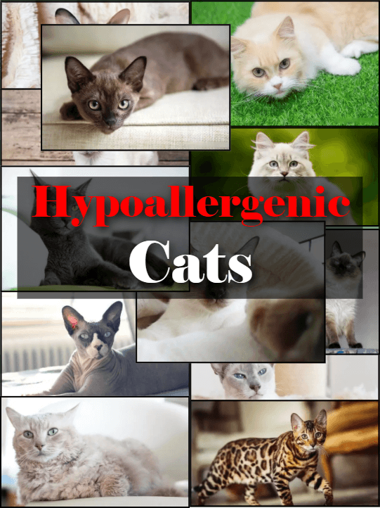 Picture_1 of the article:14 Hypoallergenic Cat Breeds, Perfect for Allergy Sufferers Who Want Cats