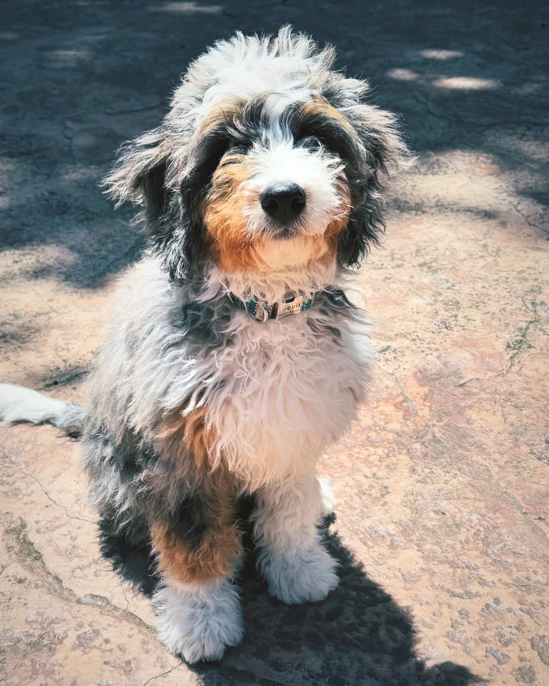 Picture_2 of the article:Bernedoodle: A Comprehensive Guide