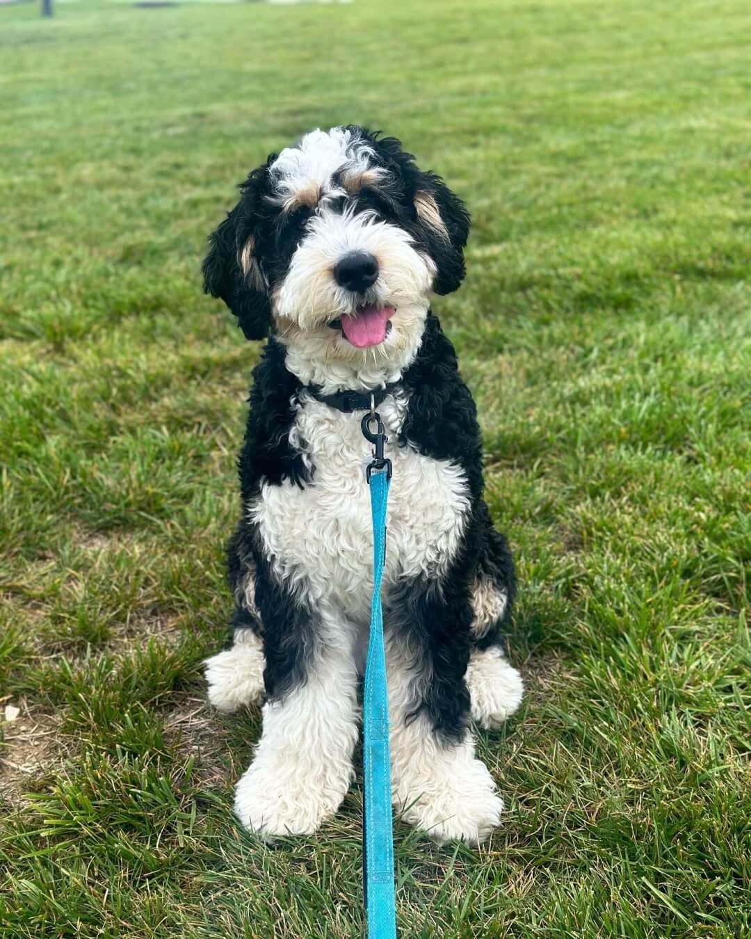 Picture of the article:Bernedoodle: A Comprehensive Guide