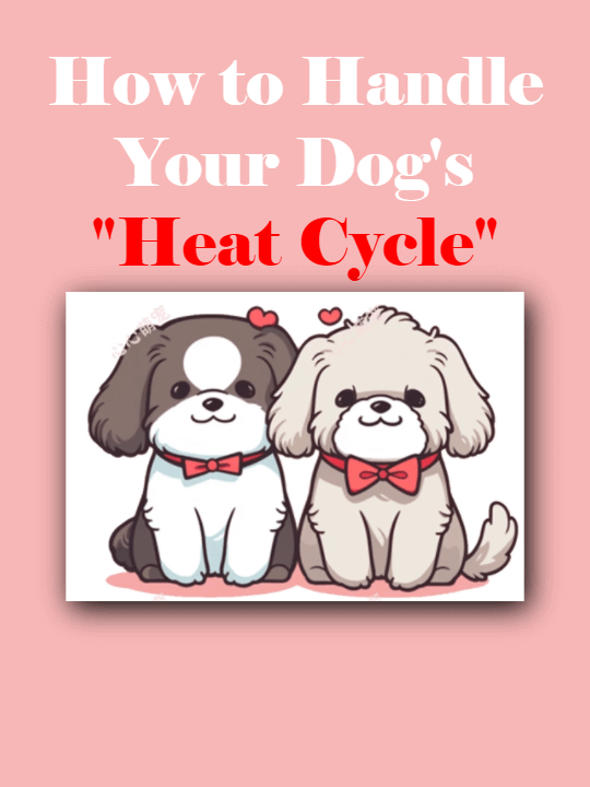 Picture of the article:How to Handle Your Dog's "Heat Cycle" 🐶