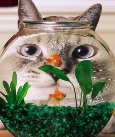 Picture of the article:When cats do these "naughty" things, it actually shows high IQ! 😸