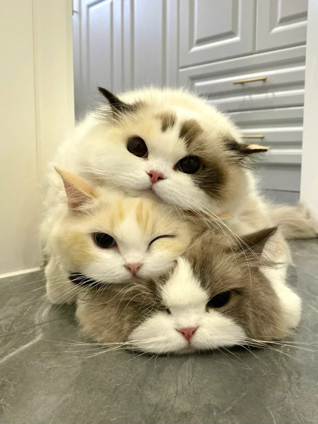 Picture of the article:How to Differentiate Between Normal and Abnormal Shedding in Cats? 😺