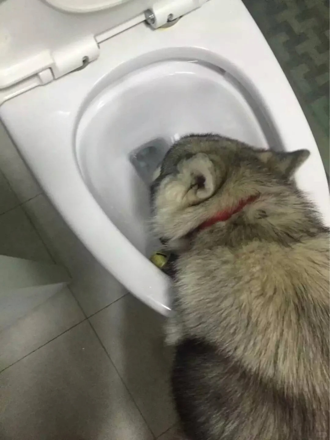 Picture of the article:Does your dog actually prefer drinking toilet water?? 🤔🚽🐶