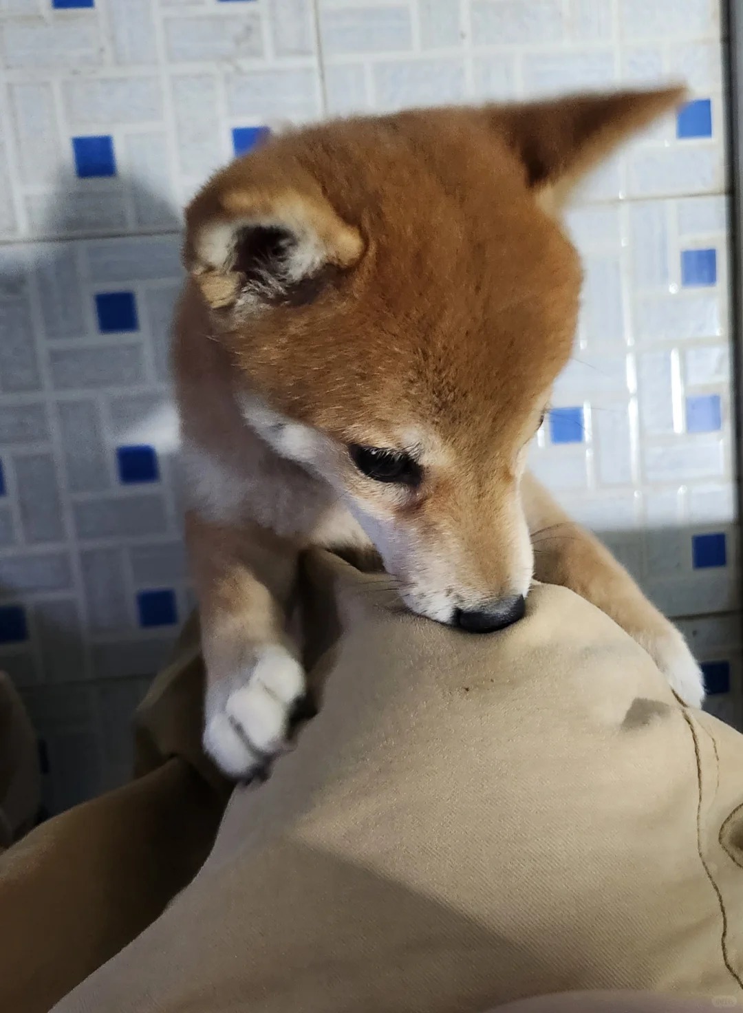 Picture of the article:🤣 Your dog keeps sniffing your crotch—turns out it's not because what you think😍🐶