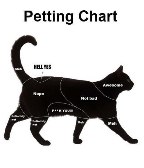 Picture of the article:Why do some cats enjoy being patted on the butt while others get aggressive? 🐱🤔
