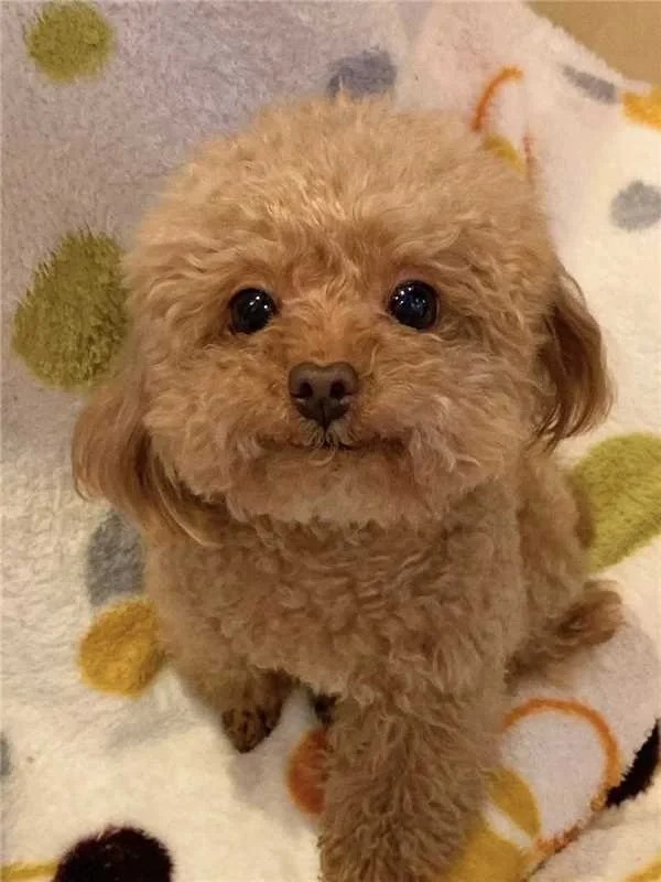 Picture of the article:What should I do if my dog is always overly excited? 🤔