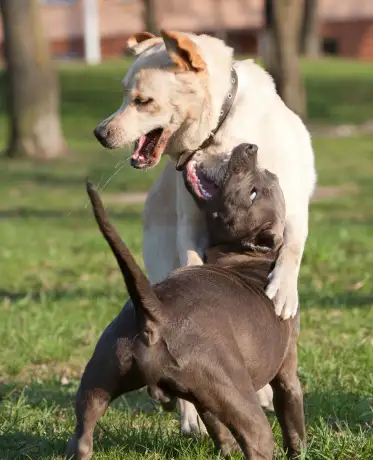 Picture of the article:How to stop dogs from fighting? 🐶