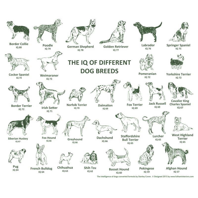 Picture of the article:What are the smartest or dumbest dog breeds? 🐕 🐕 🐕