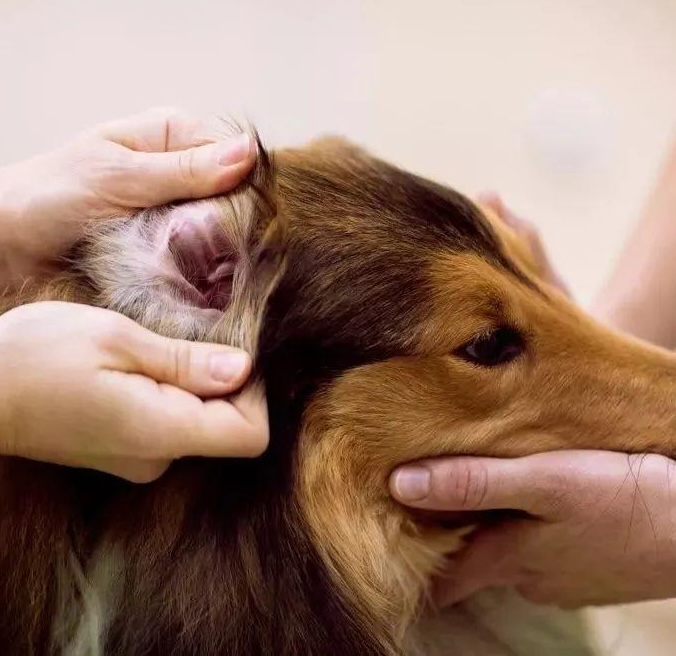 Picture of the article:Why are your dog's ear mites back again and again!? 😩