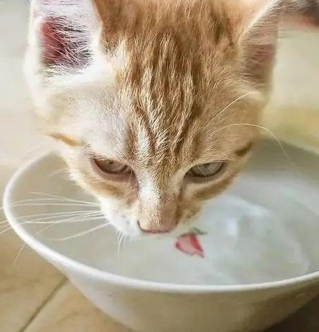 Picture of the article:Your cat has bladder stones, what next? 😿