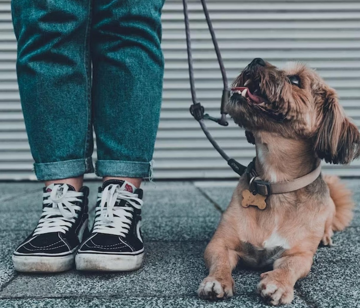 Picture of the article:What should you do if your dog gets heatstroke while on a walk? 🐶🌞