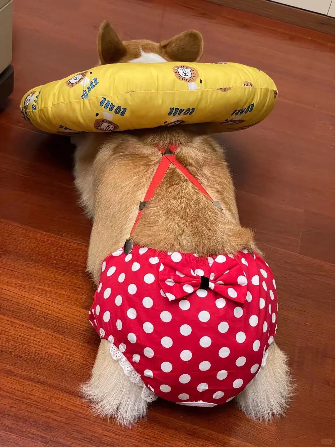 Picture of the article:Do dogs get their periods too? 🤔