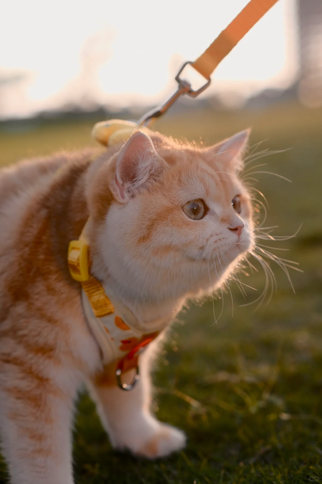 Picture of the article:Don't take your cat outside directly, it's dangerous ⚠️