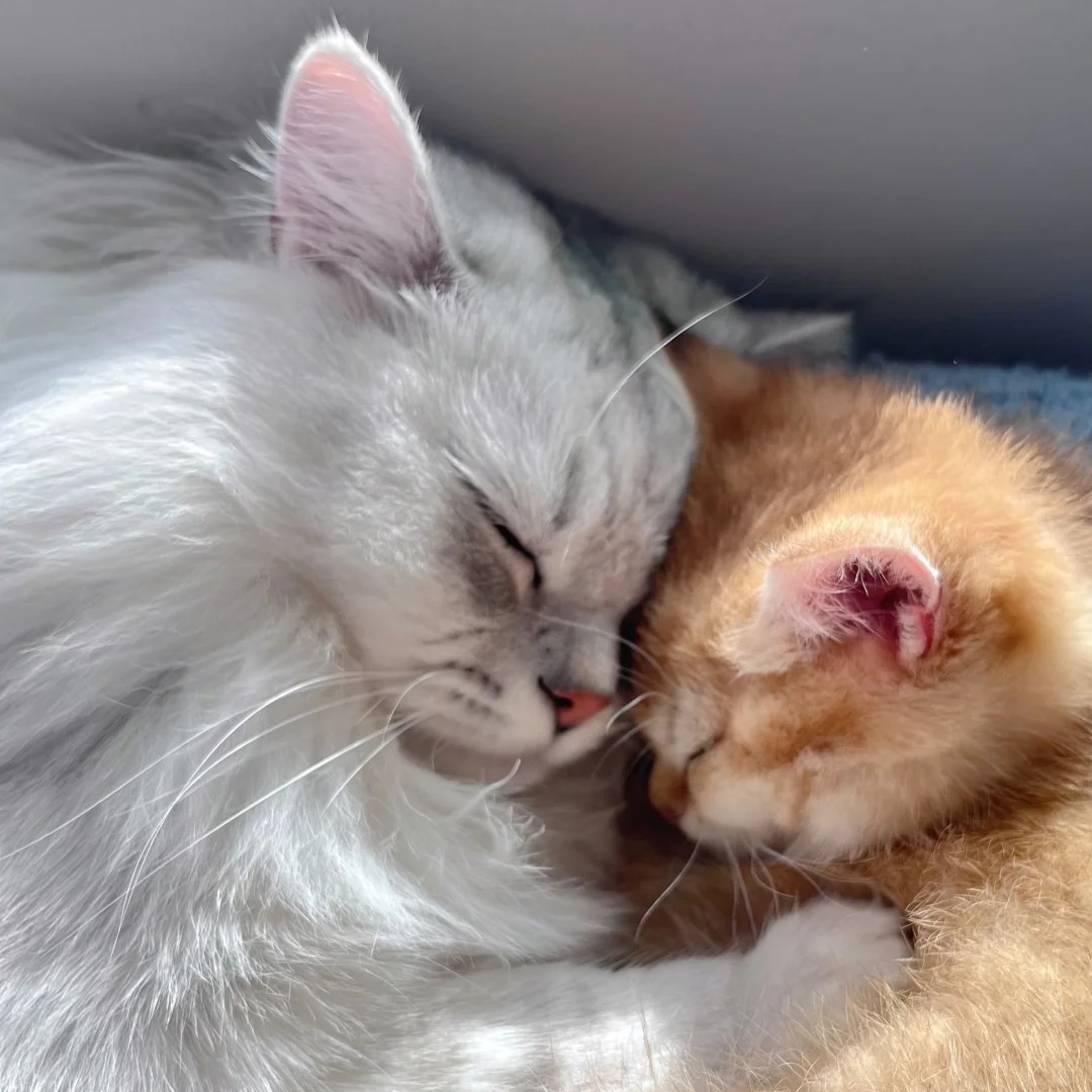 Picture of the article:Successfully Introducing a New Cat to Your Resident Cat！ 🐱✨