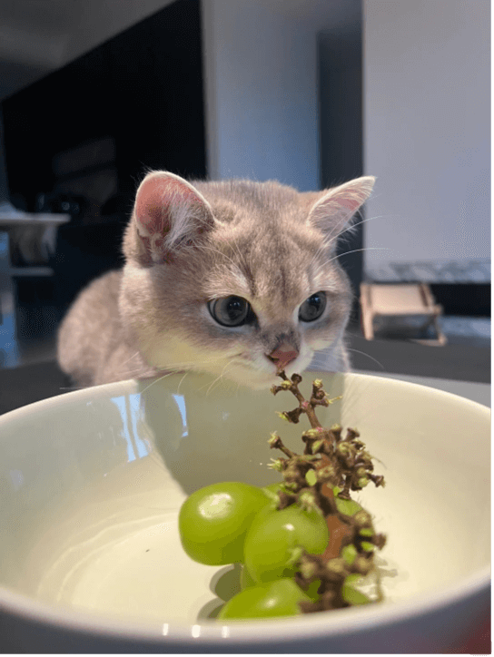 Picture of the article:Things cats can't eat chart, cat owners should bookmark this article!