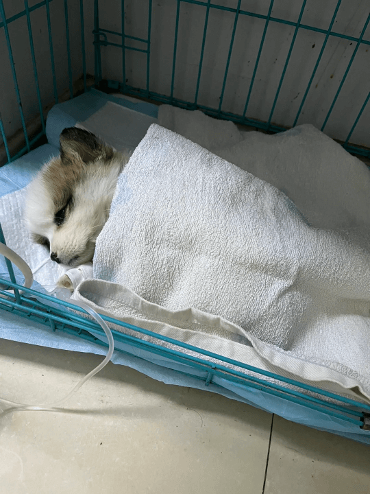 Picture of the article:Key Information About Canine Parvovirus 🐶