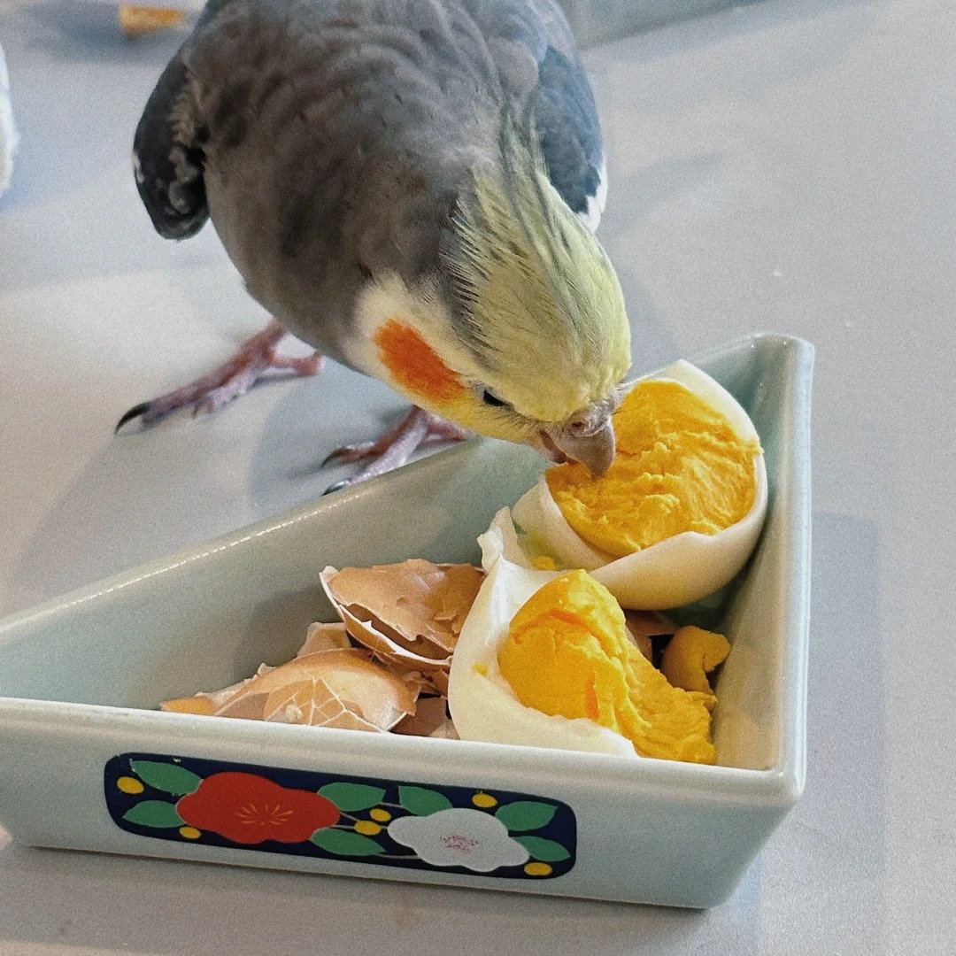 Picture of the article:Why You Should Think Twice Before Getting a Parrot 