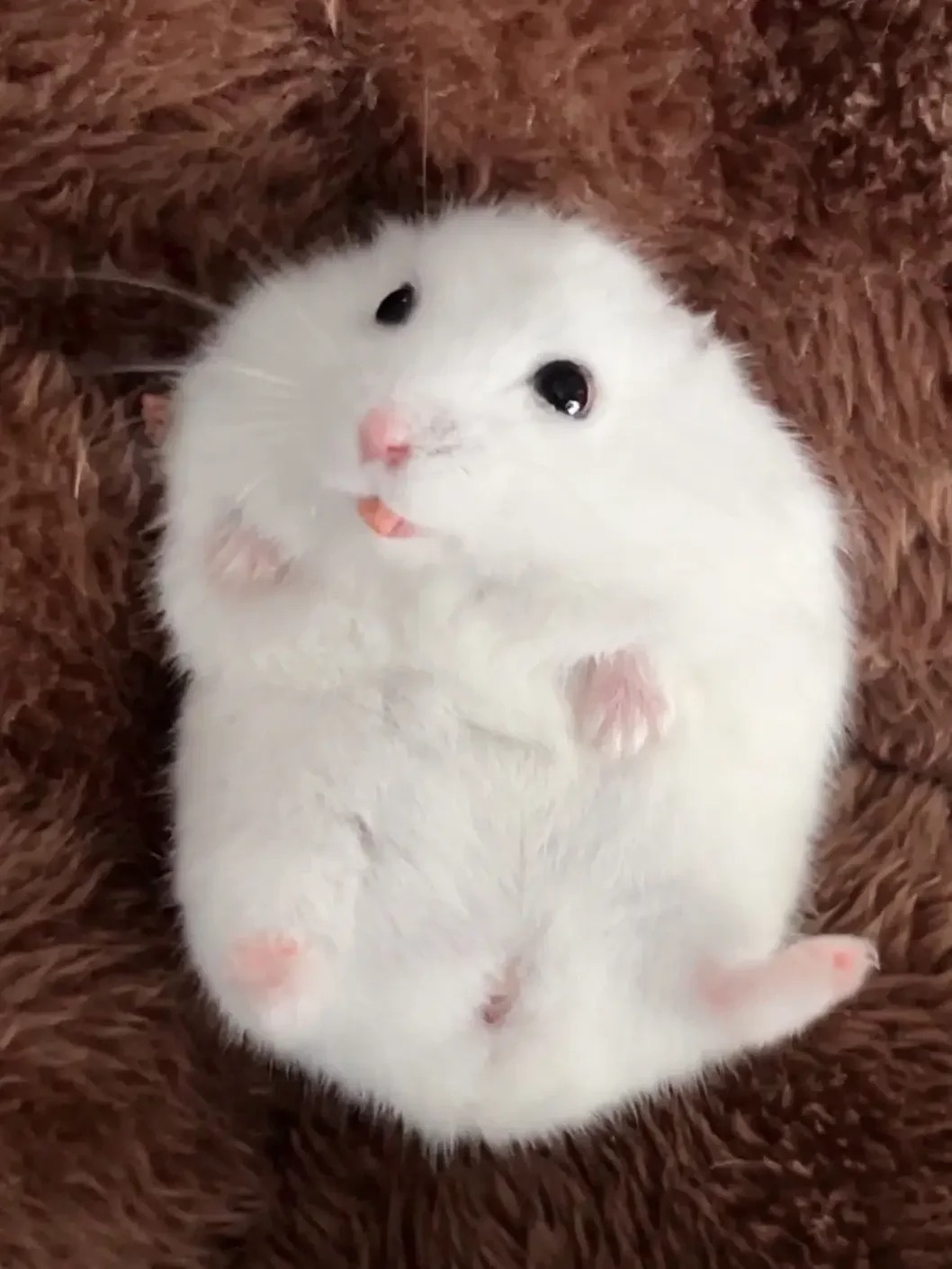 Picture of the article:Comprehensive Hamster Diet Guide 🐹 This One Article Has Everything You Need! 👌🏻