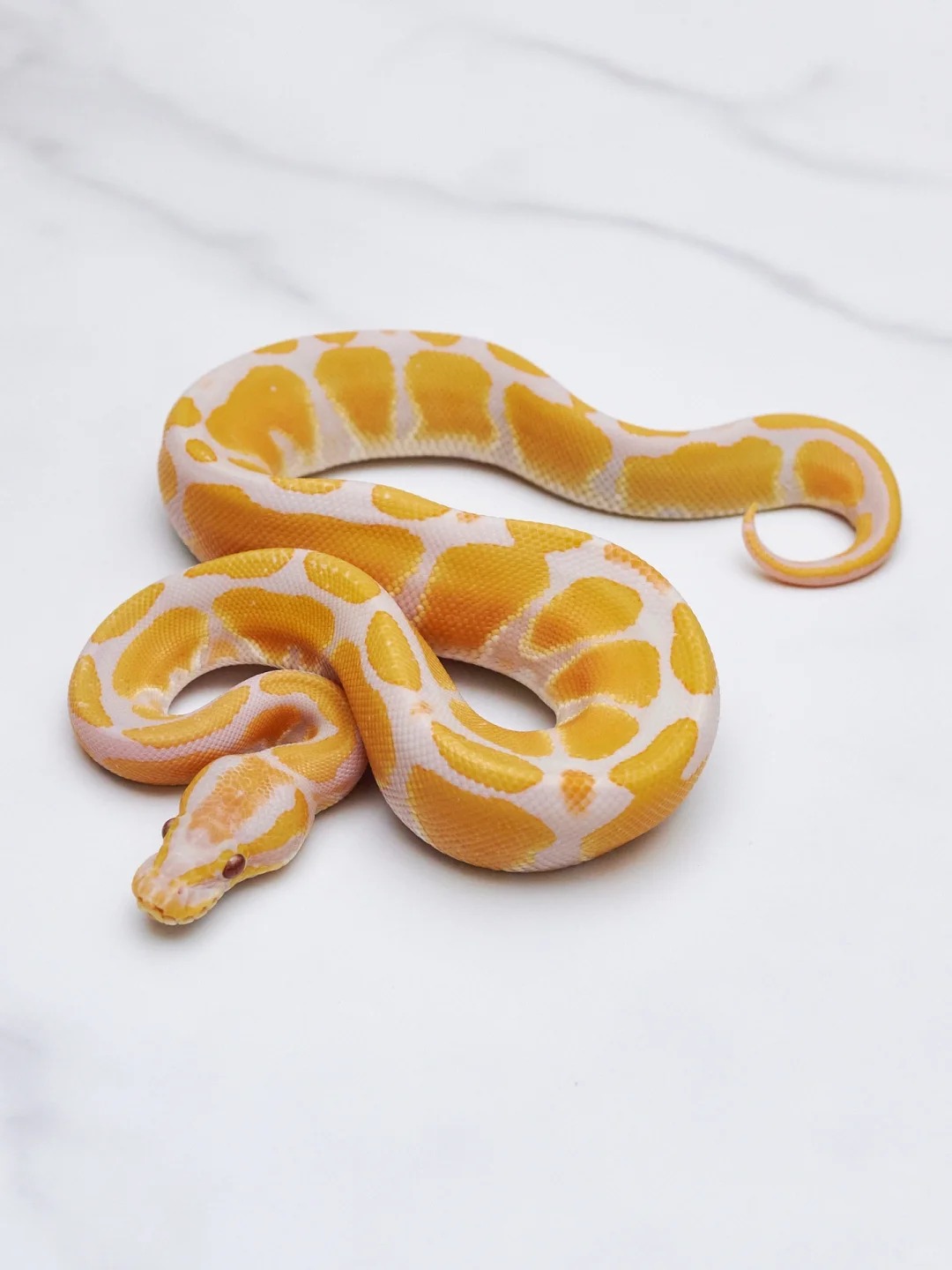 Picture of the article:Beginner-Friendly Pet Snake: The Ball Python 🐍
