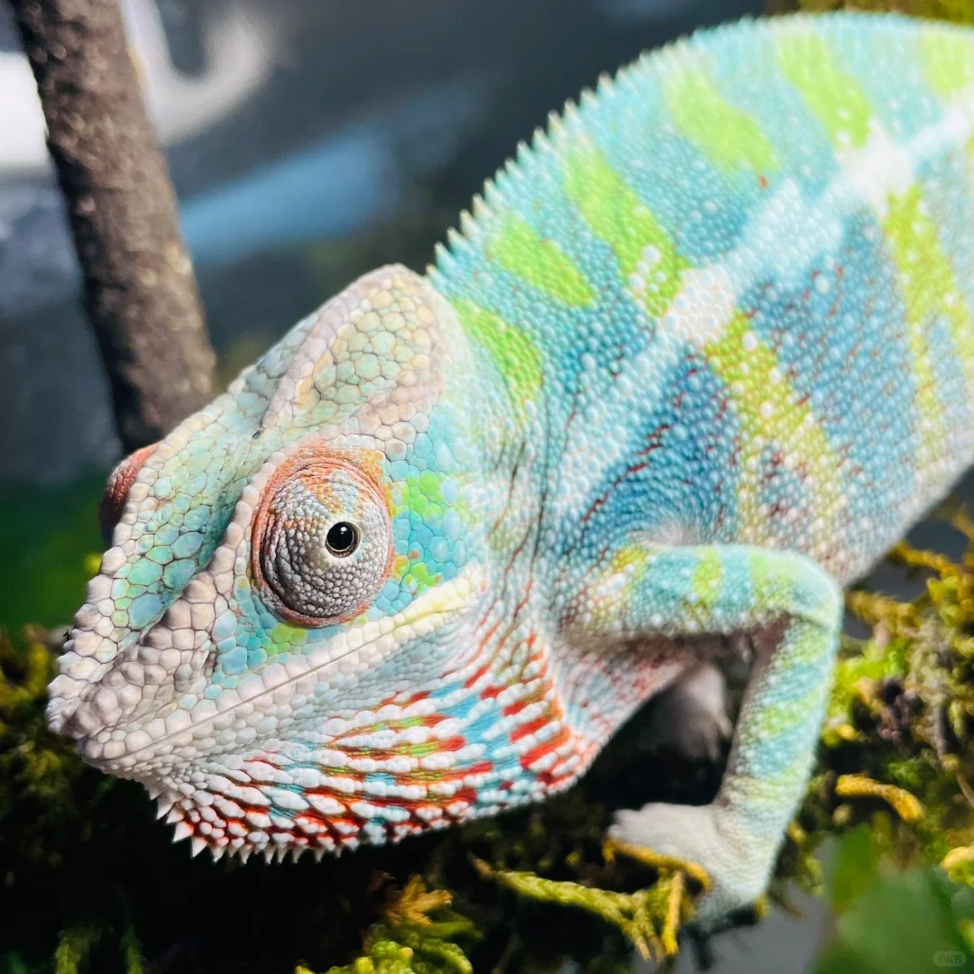 Picture of the article:Quick pick! Which reptile pet suits you best?