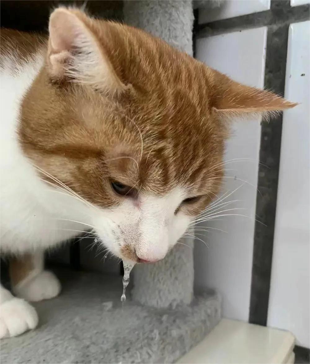 Picture of the article:Feline gastroenteritis and stomach inflammation are two different conditions⚠️ Make sure to differentiate them.