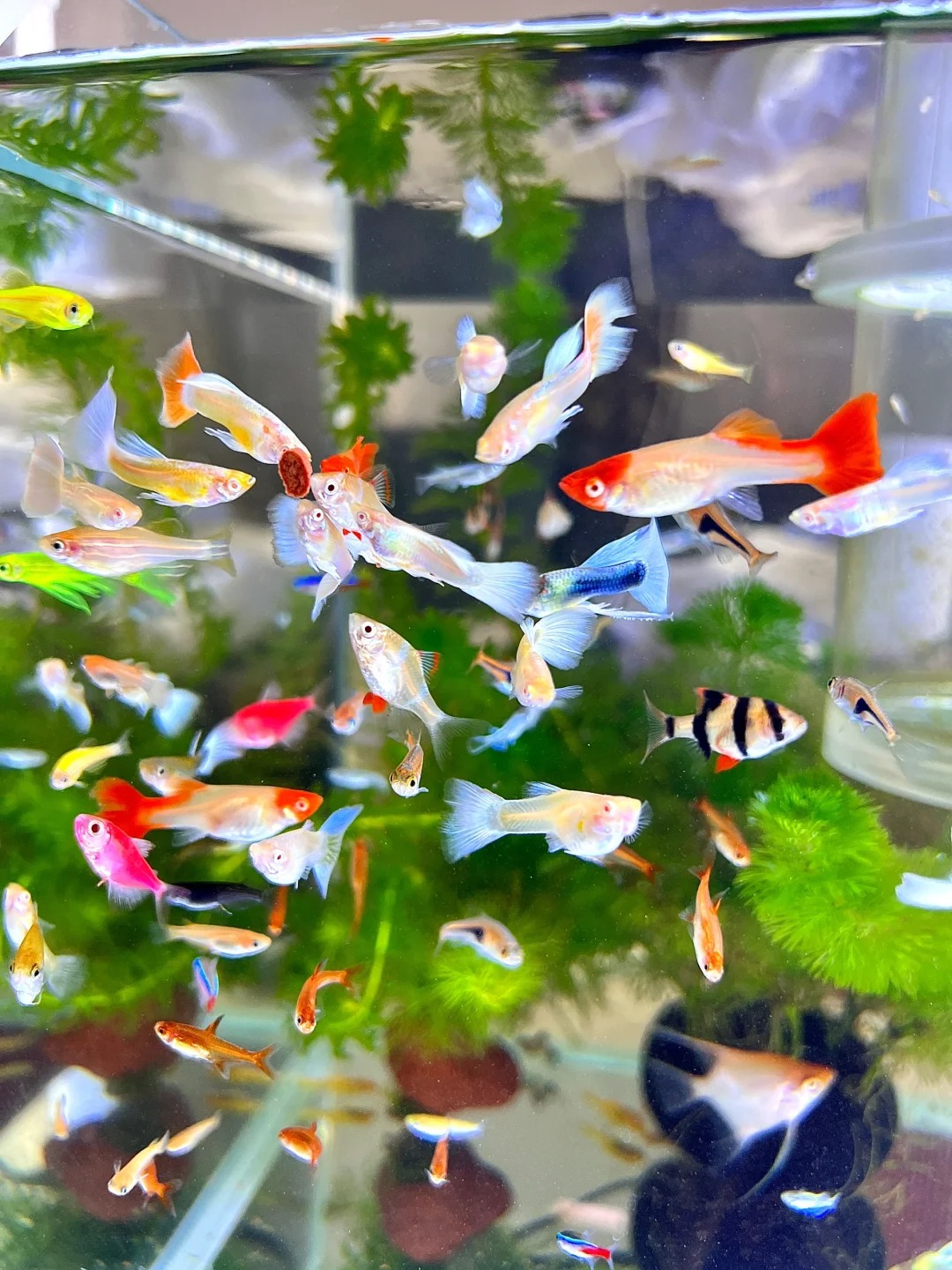 Picture of the article:Sharing Tips and Tricks of Guppy-Keeping Experience