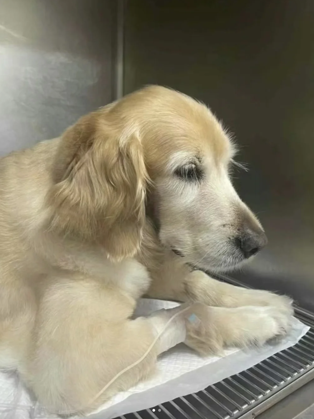 Picture of the article:Your dog actually has kidney failure, and you have no idea‼