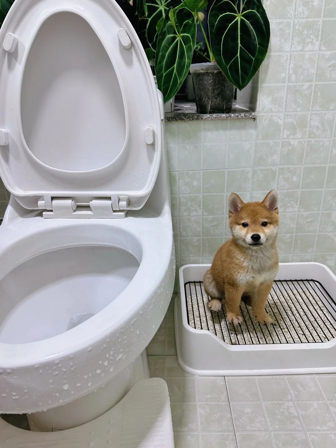 Picture of the article:Training your dog to urinate and poop in a specific spot, and even the Husky has learned it 🐕😊