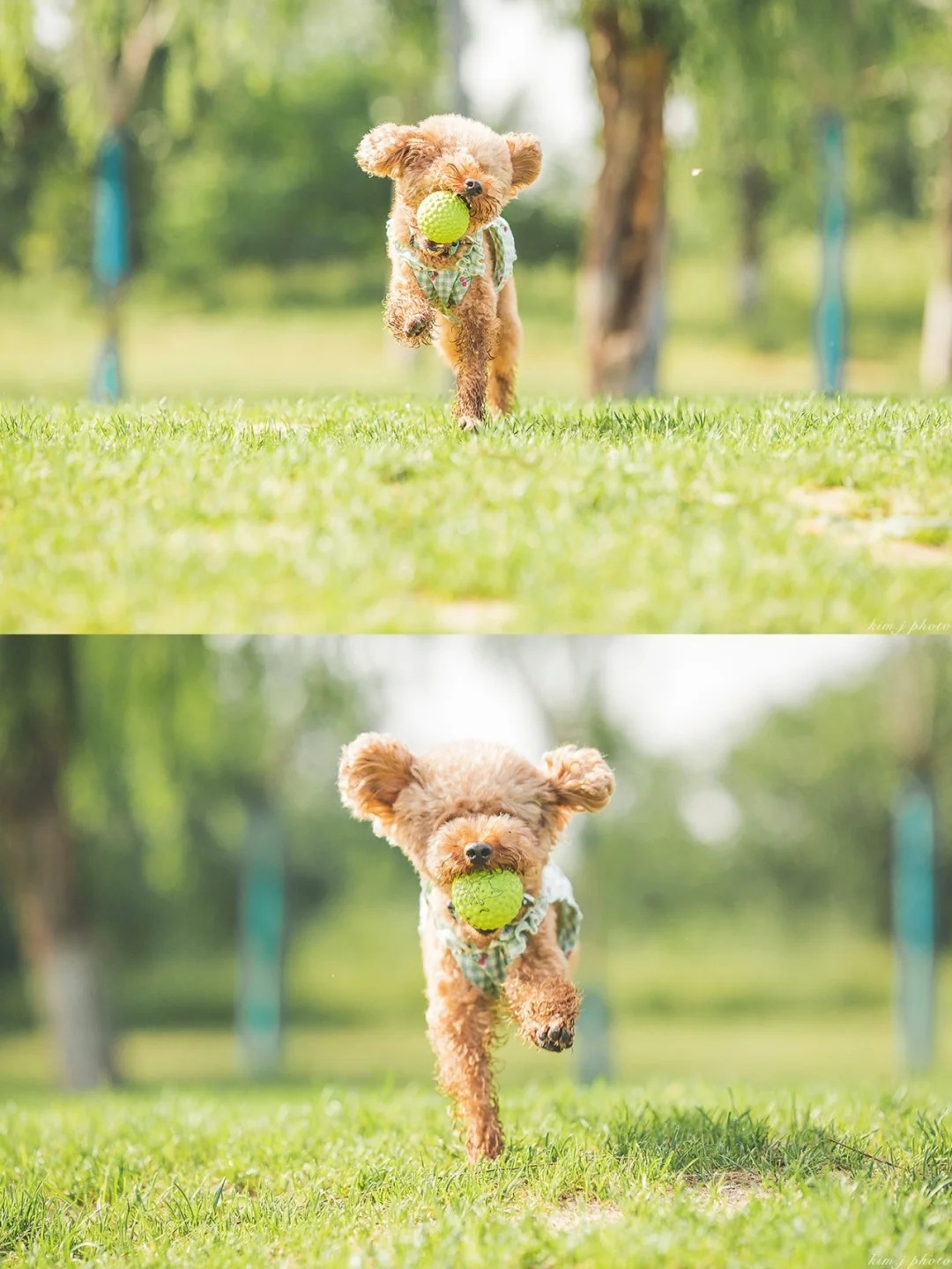 Picture of the article:6 Tips to Teach Your Puppy to Fetch, Easily Retrieve Packages and Deliveries ✅