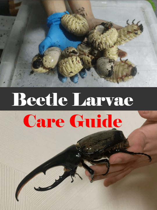 Picture of the article:Beetle Larvae Care Guide