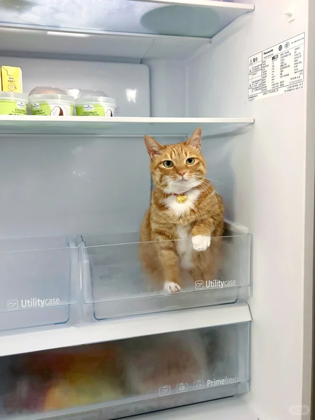 Picture of the article:Summer is here! Good ways to help cats stay cool! 🐱☀️