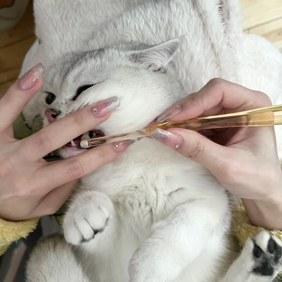 Picture of the article:Tips on How to Get Your Kitten to Love Brushing Their Teeth 🪥🐱